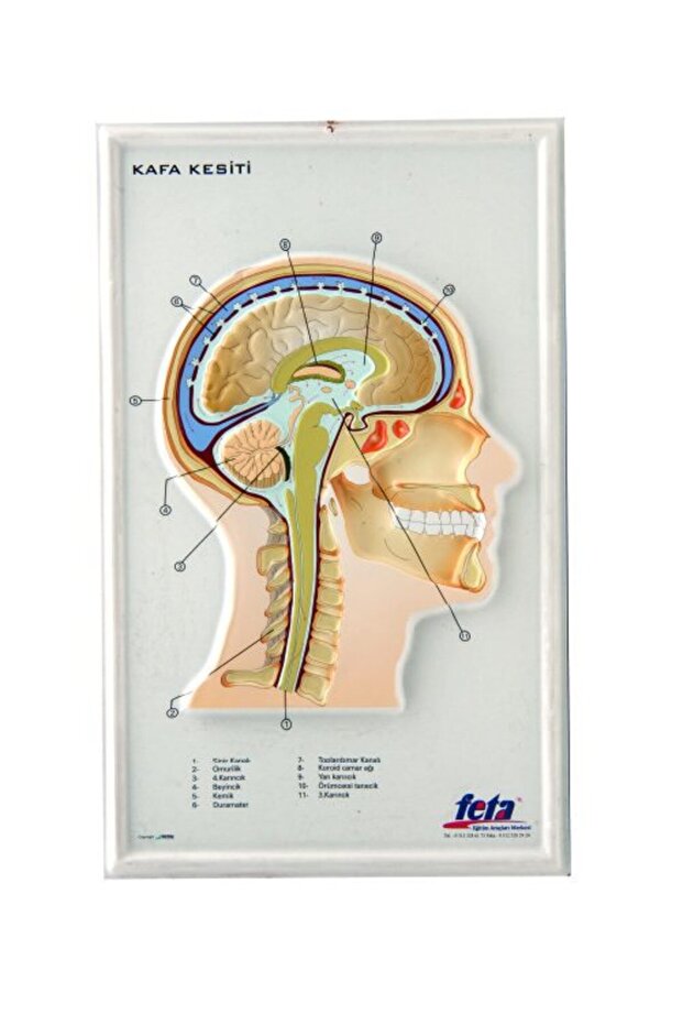Head Section Embossing