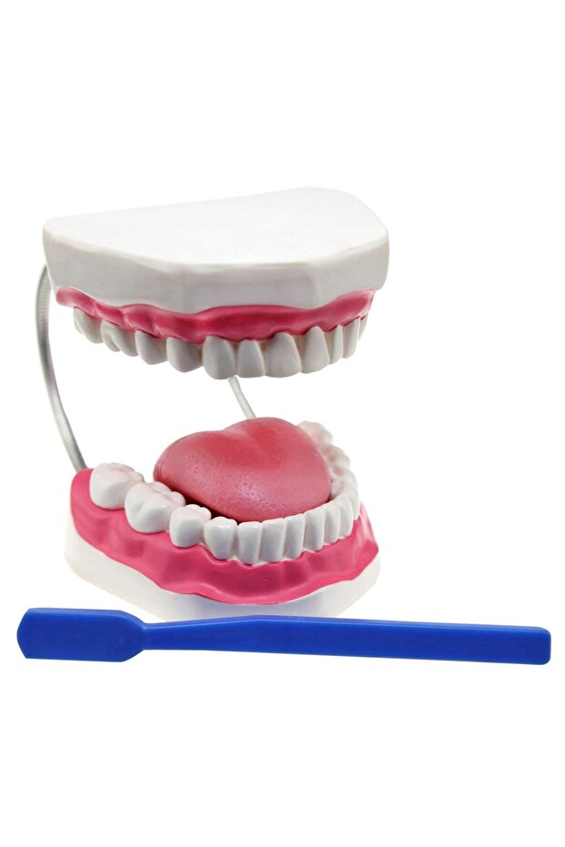 Diş Fırçalama Modeli - 3