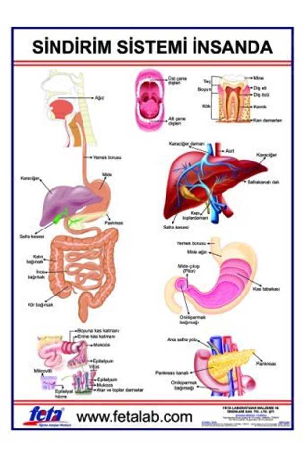 Sindirim Sistemi Levhası (İNSANDA)