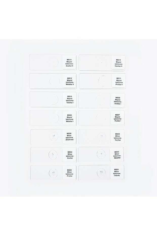 Mayoz Mitoz Preparatları - 3