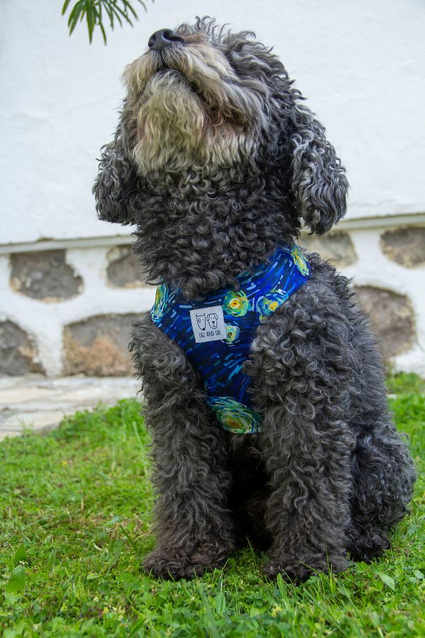 Yıldızlı Geceler Köpek Göğüs Tasması - 8
