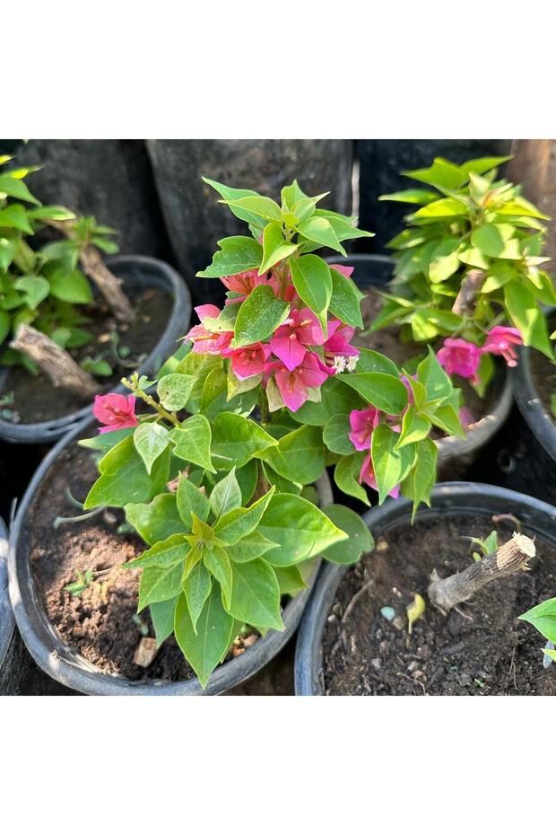 Bodur Begonvil Çiçeği - 2