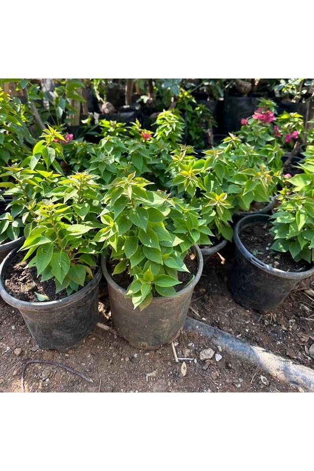 Bodur Begonvil Çiçeği - 3