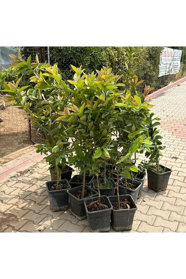 Saksıda Büyük Boy Guava Fidanı (MEYVE VERİR DURUMDA) - 3