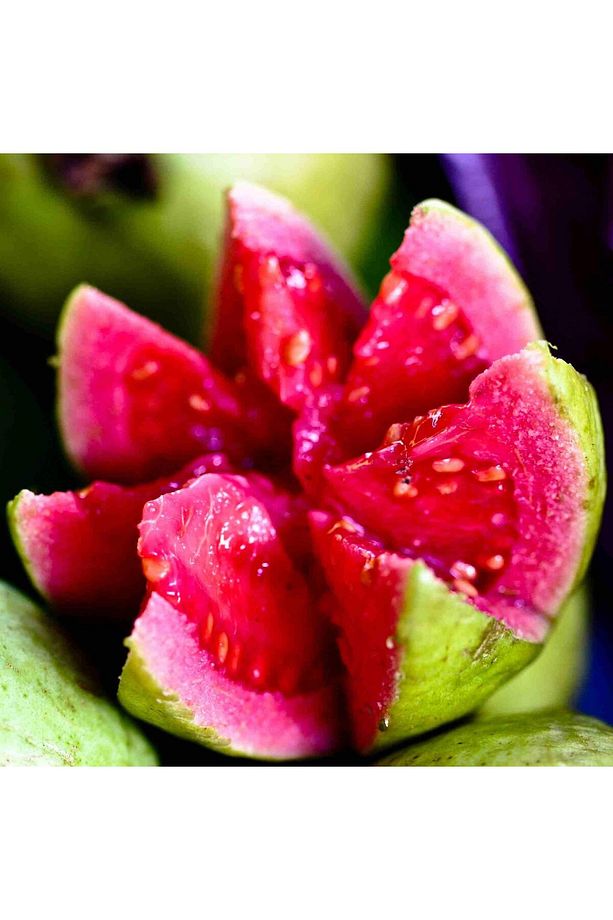 Saksıda Büyük Boy Guava Fidanı (MEYVE VERİR DURUMDA) - 1