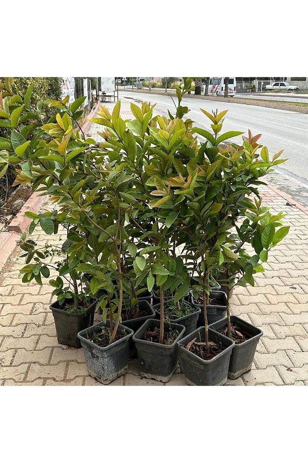 Saksıda Büyük Boy Guava Fidanı (MEYVE VERİR DURUMDA) - 4