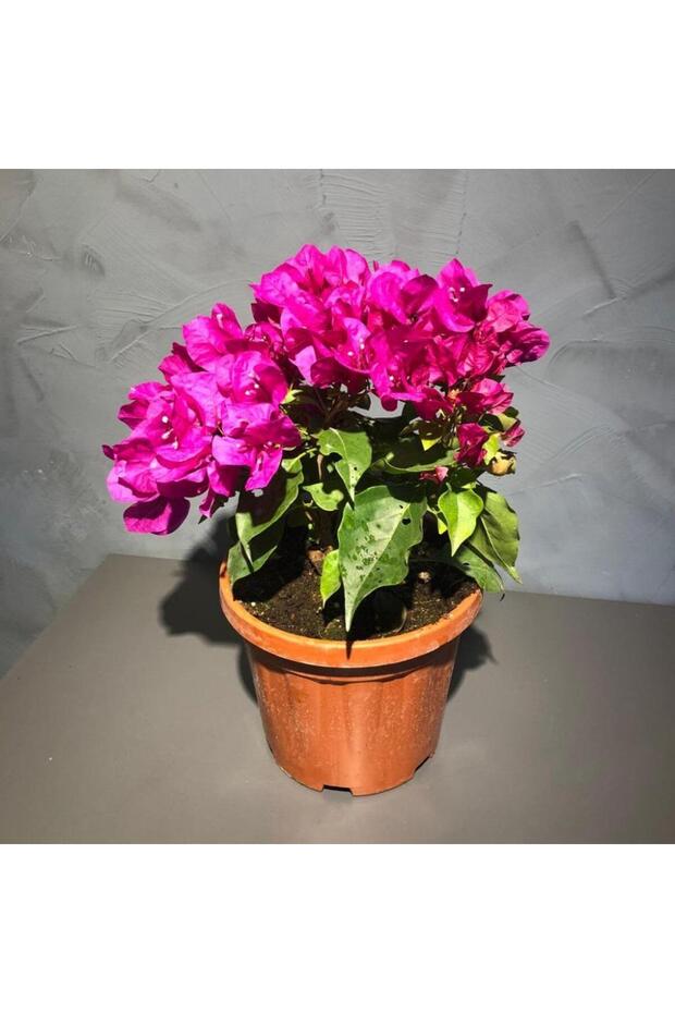 Bodur Begonvil Çiçeği - 1