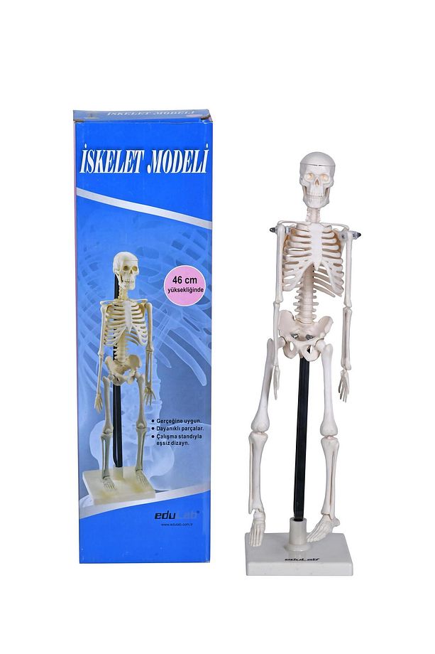 İnsan Iskelet Modeli 46 Cm - 3