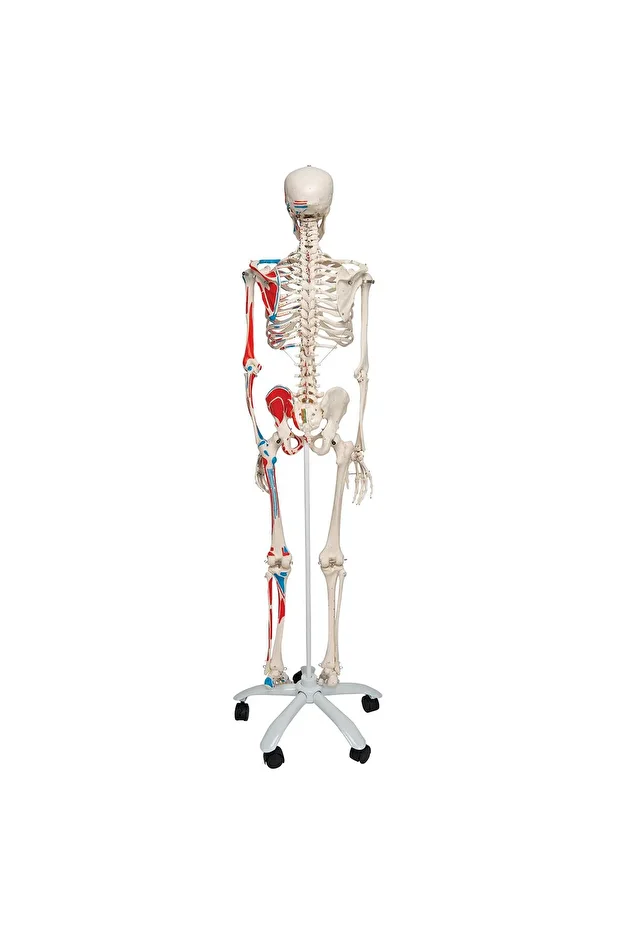 İnsan Iskelet Modeli 160 Cm - 2