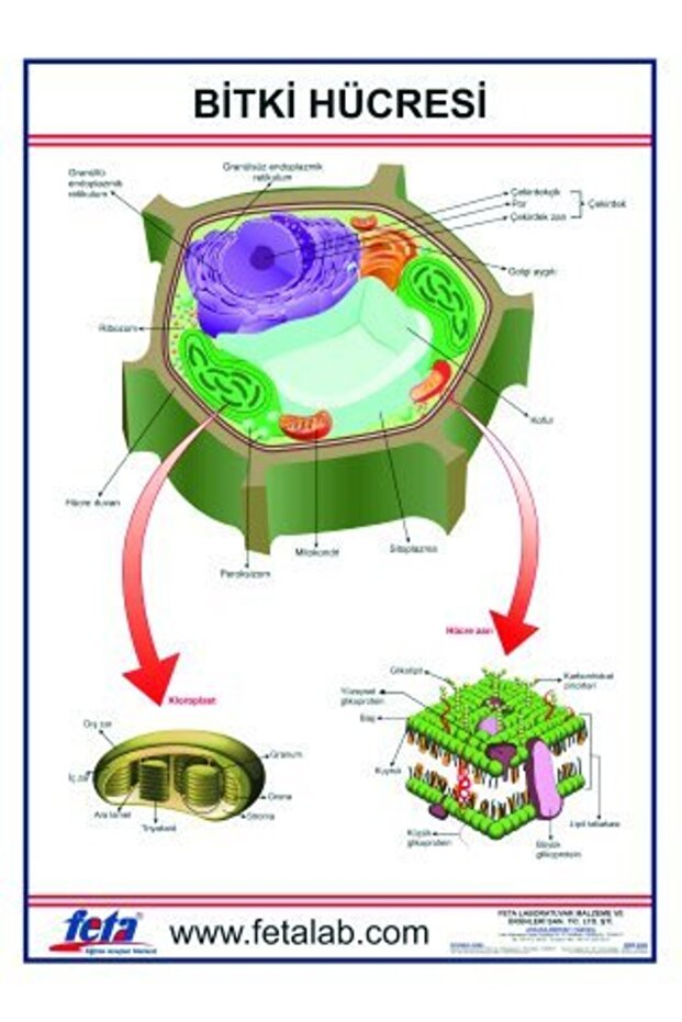 Bitki Hücresi Levhası - 1