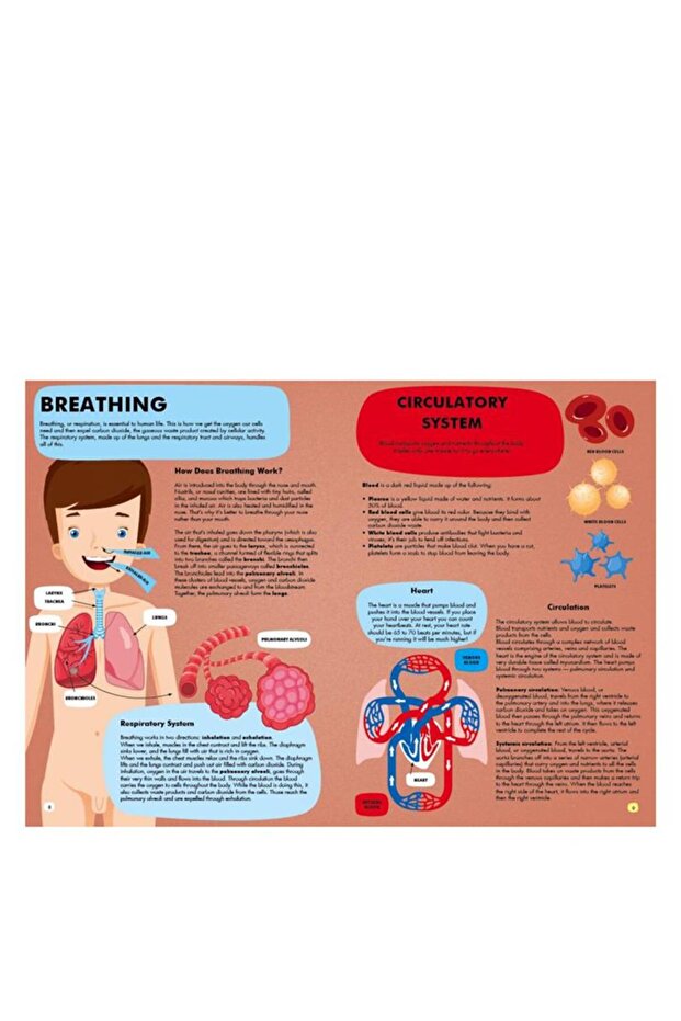 Sassi Travel - Learn and Explore - The Human Body - 3