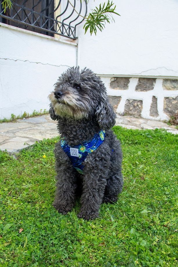 Yıldızlı Geceler Köpek Göğüs Tasması - 7
