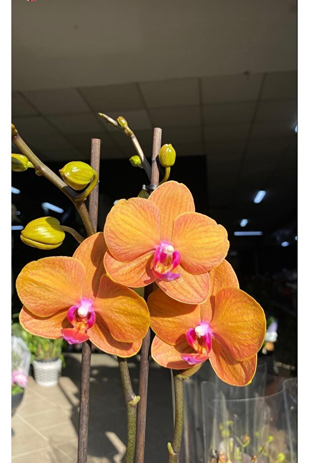 İthal turuncu çift dal orkide (ithal hediyelik orkide) - 1