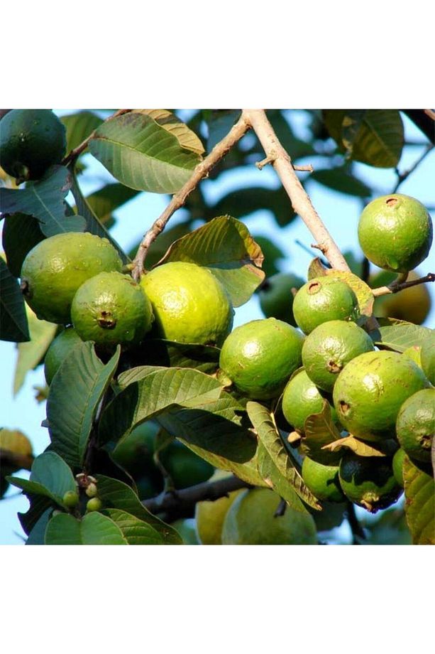 Saksıda Büyük Boy Guava Fidanı (MEYVE VERİR DURUMDA) - 2