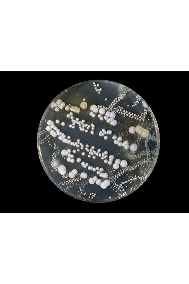 Bakteri Üretim Deney Seti - 1