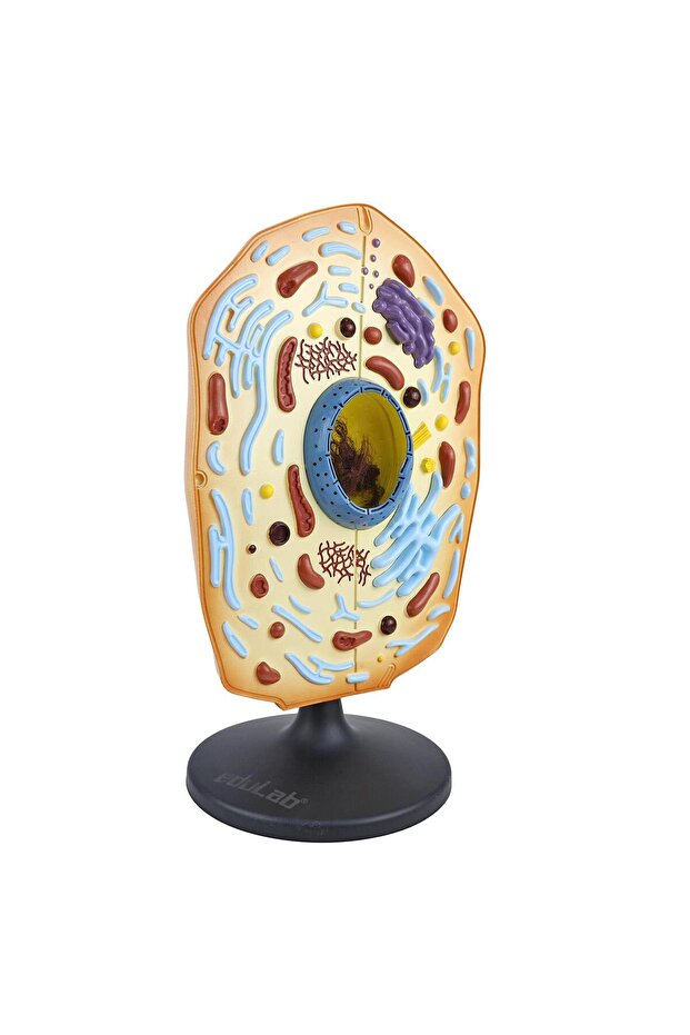 Hücre Modeli (HAYVAN) - 3