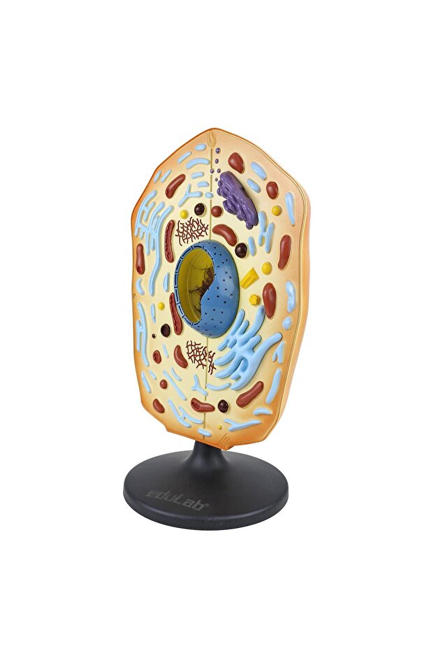 Hücre Modeli (HAYVAN) - 1