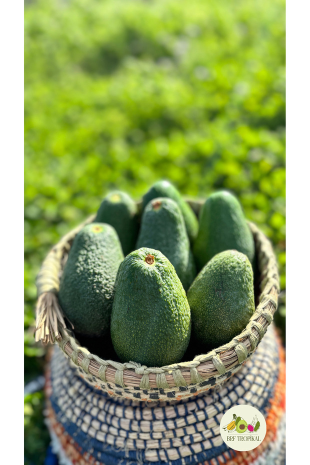 Avokado 1kg - 2