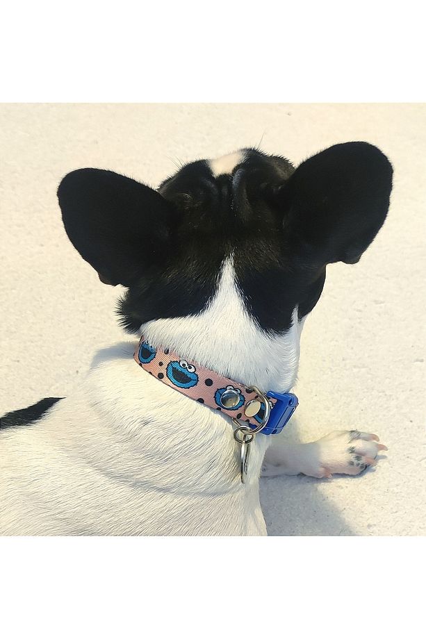 Isimli köpek tasması, yavru ve küçük ırklar için köpek tasması,köpek künyesi,köpek isimlik - 6