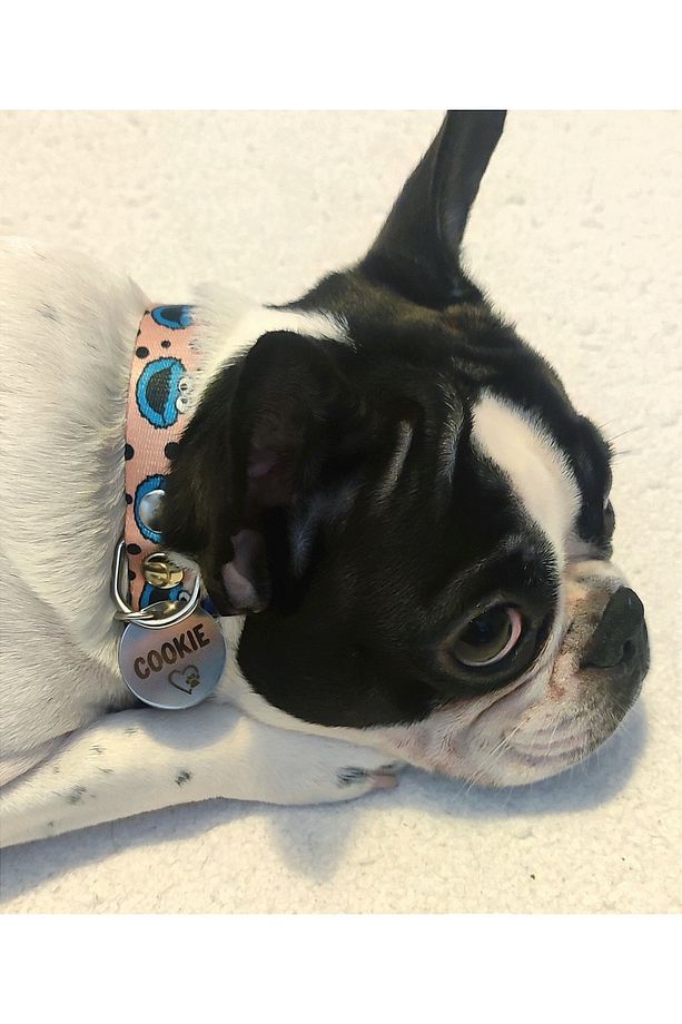 Isimli köpek tasması, yavru ve küçük ırklar için köpek tasması,köpek künyesi,köpek isimlik - 5