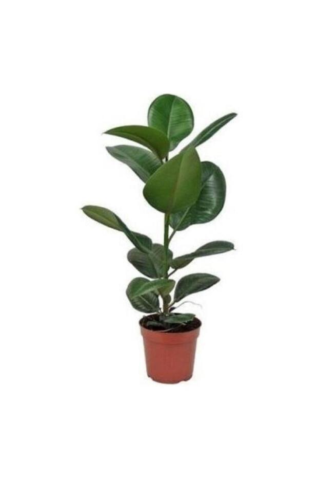 Kauçuk Çiçeği Ficus Elastica 15-25 Cm - 4