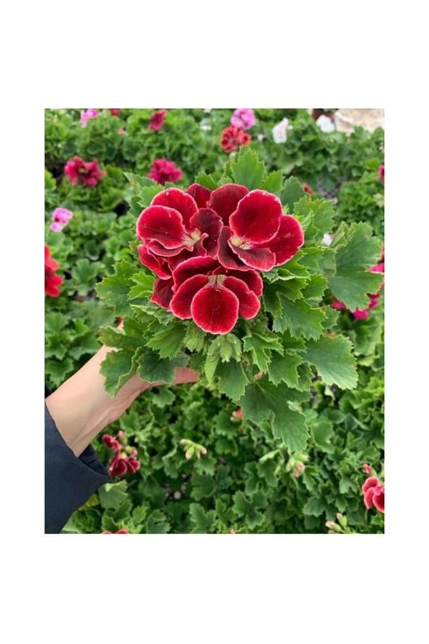 Hatice Sultan Koyu Kırmızı Ceylan Gözü Sardunya Fidanı 10-20 Cm - 2