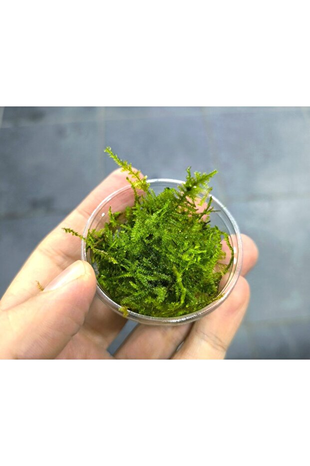 Christmas Moss kap