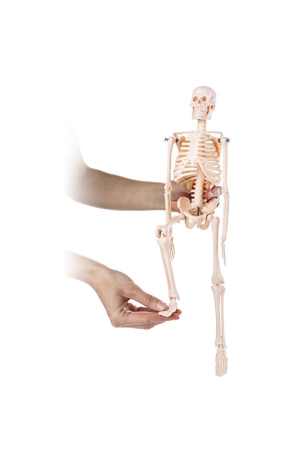 Insan Iskelet Modeli 45 Cm ( Insan Iskelet Maketi) - 2