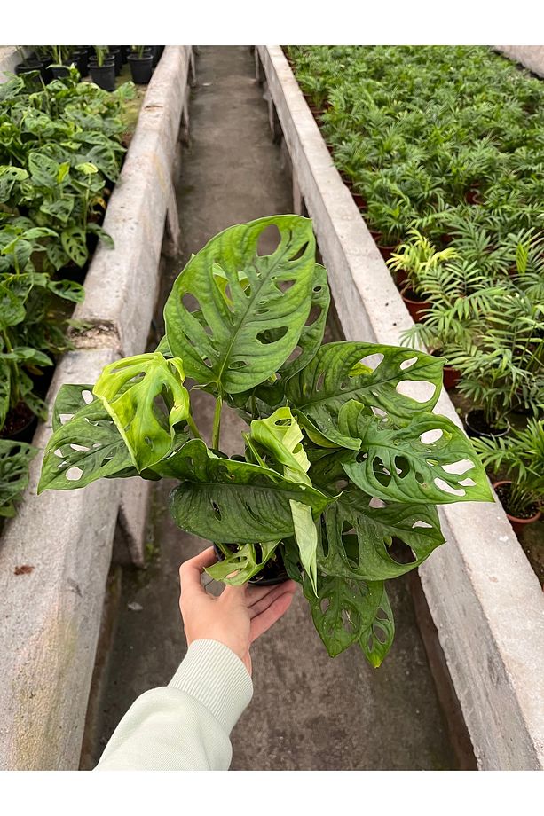 Monstera Adansonii-Monkey Mask-İthal (maymun maskesi monstera) - 2