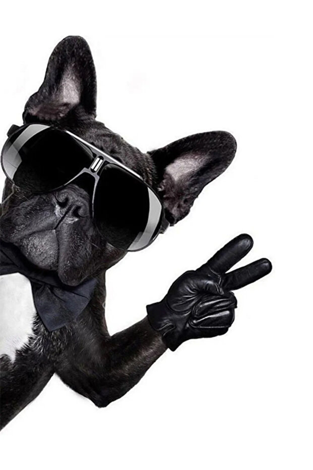 ملصق سيارة مع نظارات Cool Pugg - ملصق للمحرك والمركبات مقاس 19 سم