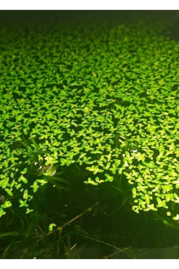 Su Mercimeği Su Üstü - 2