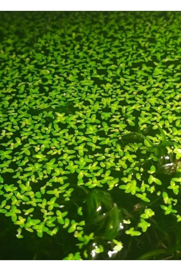 Su Mercimeği Su Üstü - 1