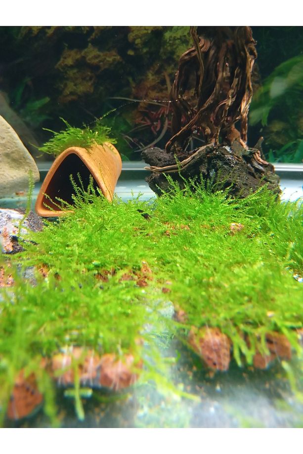 Akvaryum Bitkisi Canlı Anchor Moss 5x5 Lav Taşı Eski Sarım 1 ADET - 4