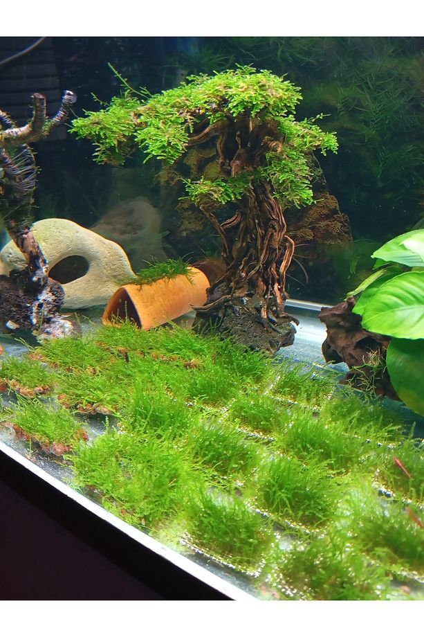 Akvaryum Bitkisi Canlı Anchor Moss 5x5 Lav Taşı Eski Sarım 1 ADET - 5
