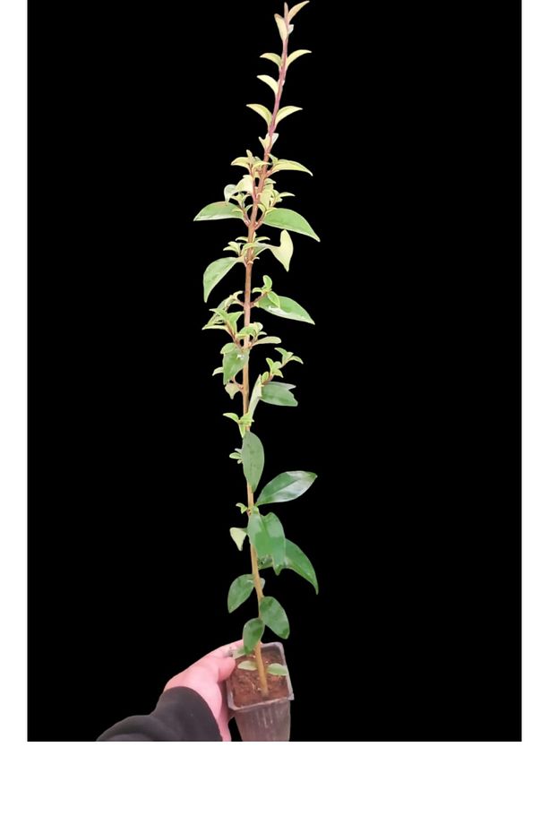 Ligustrum Kurtbağrı 5 Adet - Çit Bitkisi - 8