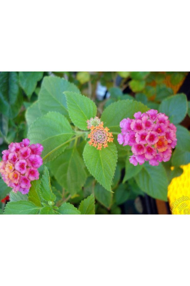 Kampanyalı 1 Adet Pembe Bodur Ağaç Minesi 25-40cm Tüplü Çiçekli Bodur Bitkiler Bromeliaceae - 2