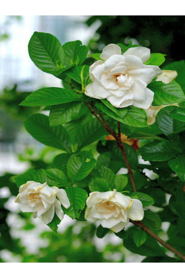 Gardenya Çiçeği (30 50 CM)1 Adet Saksılı/ Tüplü Çiçekli Bahçe Bitkisi Balkon Gardenia - 3