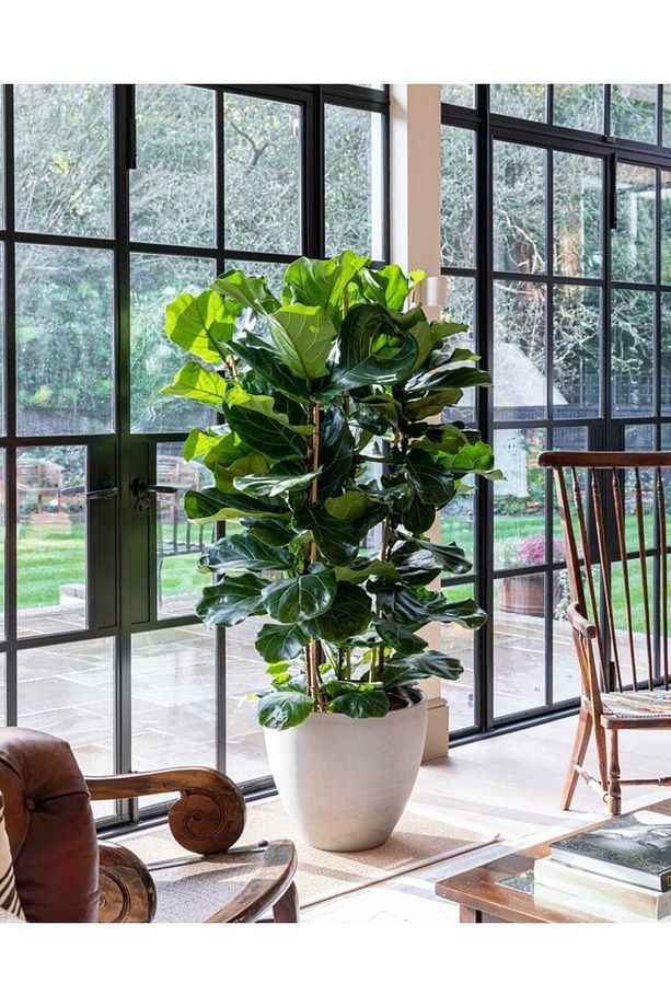Keman Yapraklı Kauçuk / 80-100 Cm / Ficus Lyrata / Popüler Bitki / Dolgun Formda - 6