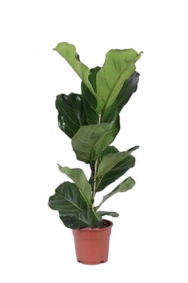 Keman Yapraklı Kauçuk / 80-100 Cm / Ficus Lyrata / Popüler Bitki / Dolgun Formda - 3