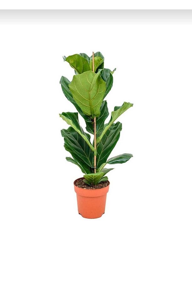 Keman Yapraklı Kauçuk / 80-100 Cm / Ficus Lyrata / Popüler Bitki / Dolgun Formda - 2