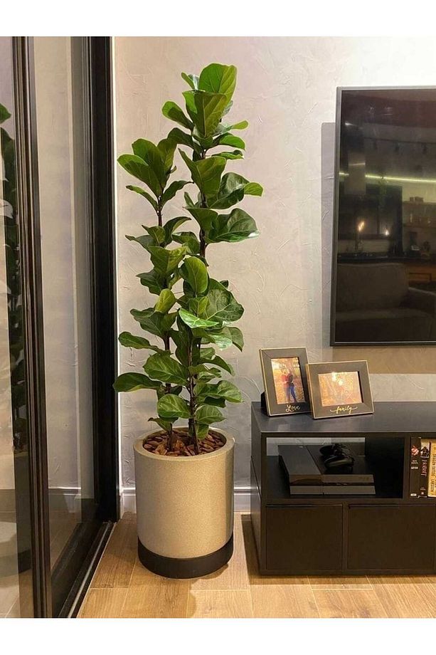 Keman Yapraklı Kauçuk / 80-100 Cm / Ficus Lyrata / Popüler Bitki / Dolgun Formda - 5