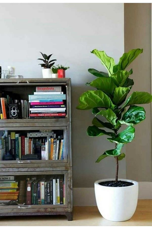 Keman Yapraklı Kauçuk / 80-100 Cm / Ficus Lyrata / Popüler Bitki / Dolgun Formda - 4