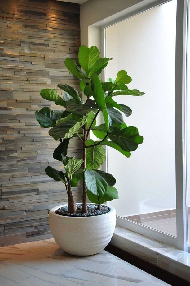 Keman Yapraklı Kauçuk / 80-100 Cm / Ficus Lyrata / Popüler Bitki / Dolgun Formda - 8
