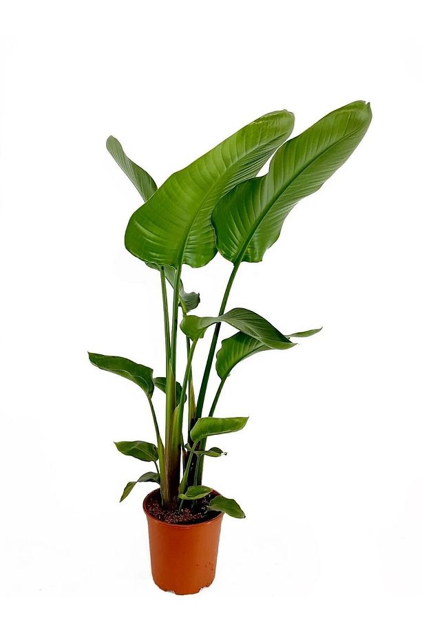 Strelitzia Starliçe 80-110 cm Boyunda Çift Gövdeli Salon Bitkisi İç Mekan Bitkisi - 2