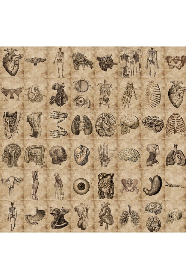 56pcs 56pcs Anatomy and Physiology The Body Structure Stickers PVC Waterproof Toy Graffiti Skeleton