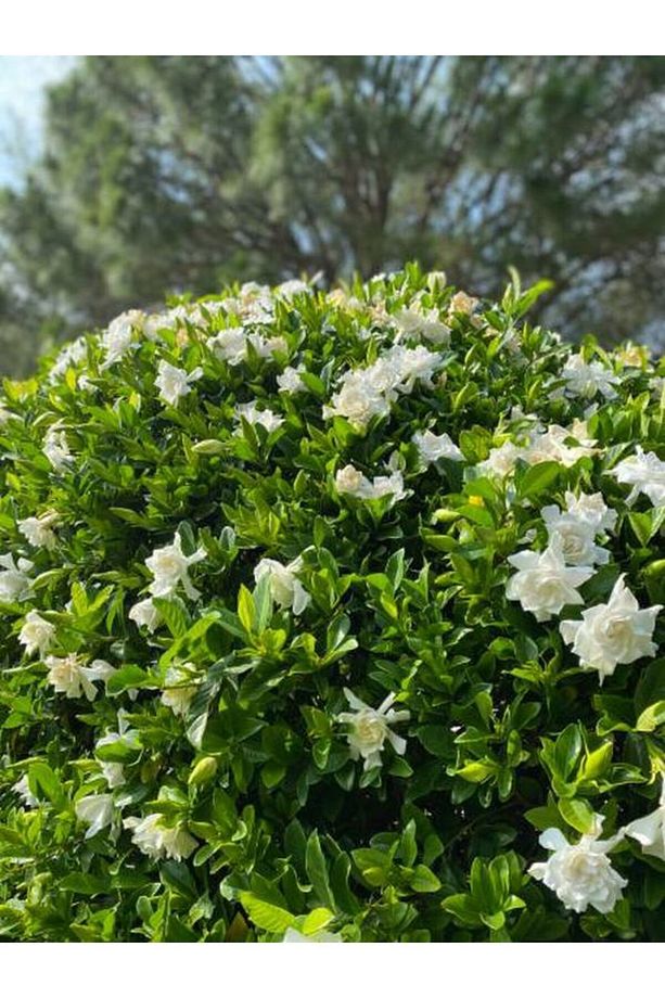 Gardenya Çiçeği (30 50 CM)1 Adet Saksılı/ Tüplü Çiçekli Bahçe Bitkisi Balkon Gardenia - 2