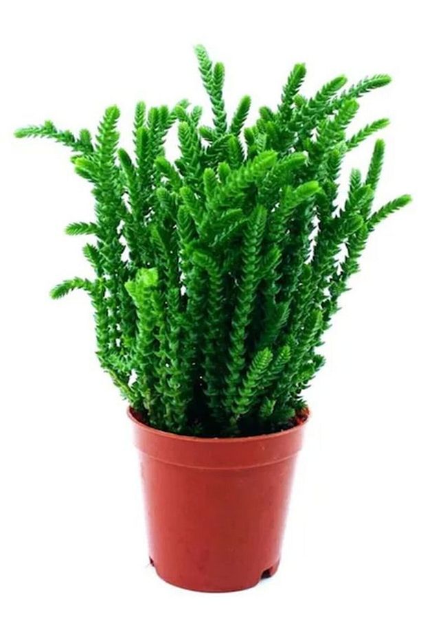 1 Adet Harika Prenses Çamı Çiçeği 10-20 Cm Tüplü Çiçekli Bodur Bitkiler Crassula Muscosa - 3