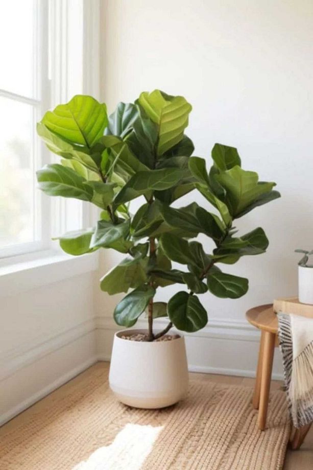 Keman Yapraklı Kauçuk / 80-100 Cm / Ficus Lyrata / Popüler Bitki / Dolgun Formda - 7