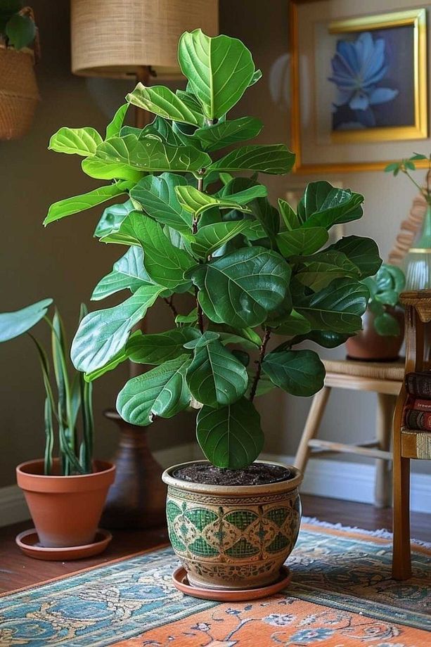 Keman Yapraklı Kauçuk / 80-100 Cm / Ficus Lyrata / Popüler Bitki / Dolgun Formda - 1