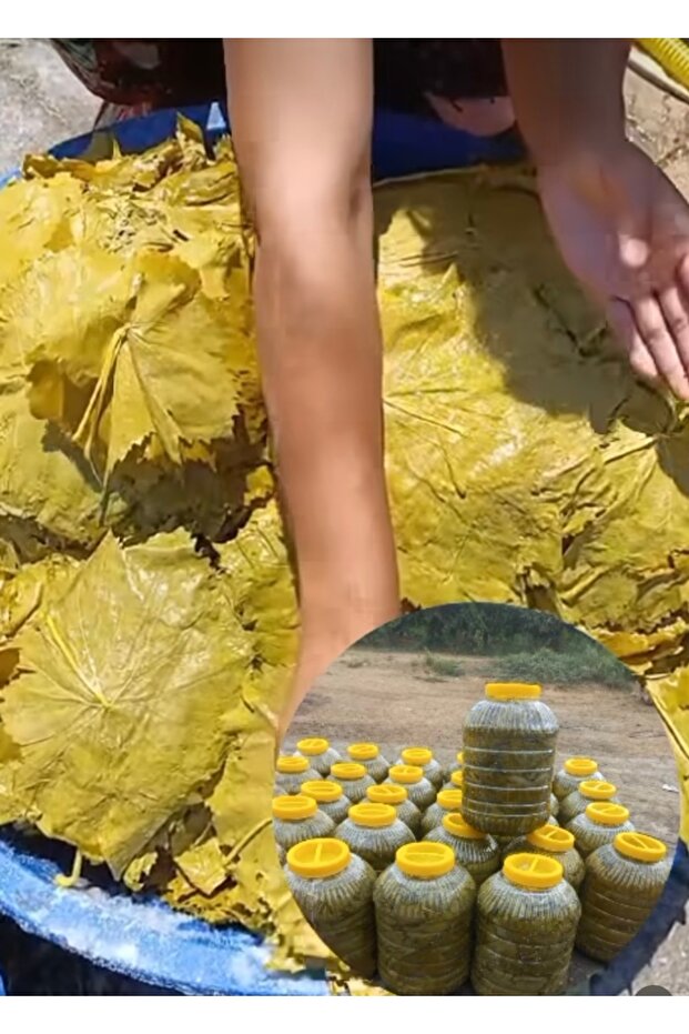 Üzüm Yaprağı - 4